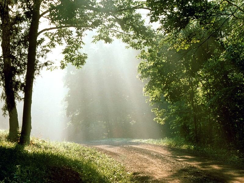 Dirt Road in Forest — Green, Serene, Morning, Photograph, Trees, Sunlight, Fog, Brown