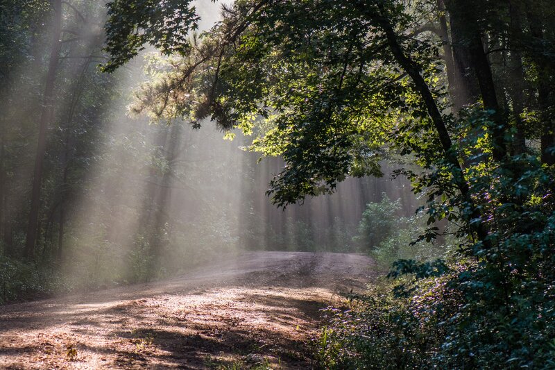 Dirt Road in Forest — Green, Serene, Morning, Photograph, Trees, Sunlight, Path, Brown