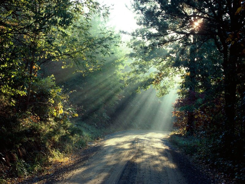 Dirt Road in Forest — Green, Serene, Morning, Photograph, Trees, Sunlight, Path