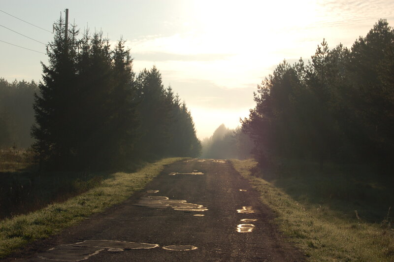 Dirt Road in Forest — Green, Serene, Morning, Photograph, Trees, Sunlight, Puddles