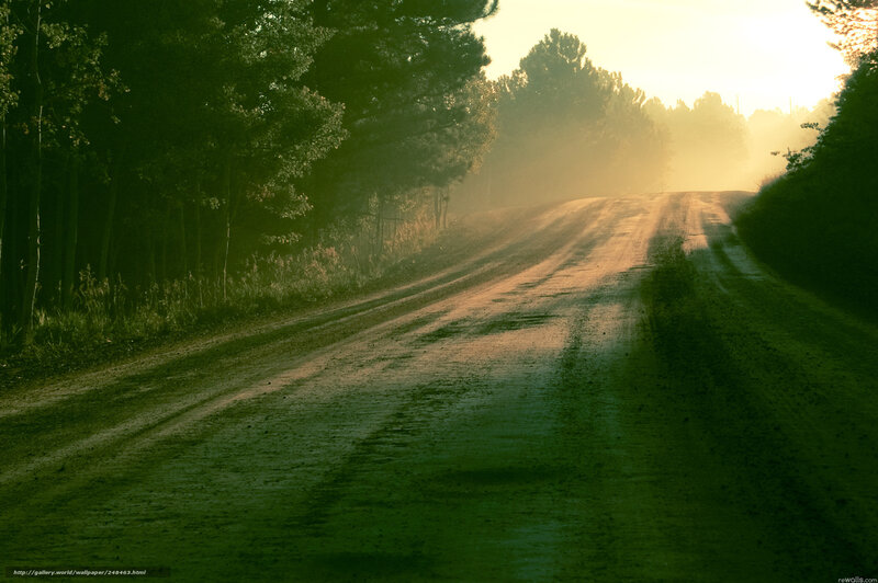 Dirt Road in Forest — Green, Serene, Morning, Photograph, Trees, Sunlight