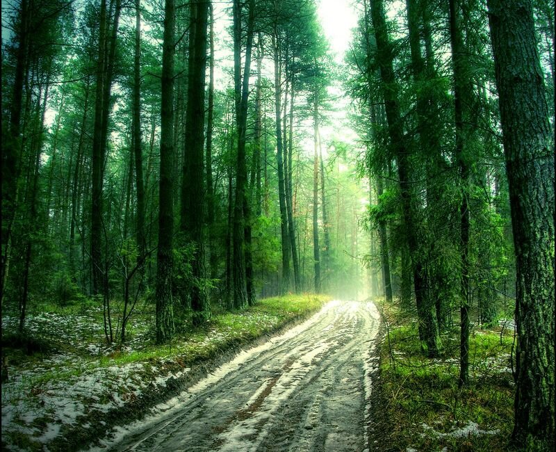 Dirt Road in Forest — Green, Serene, Morning