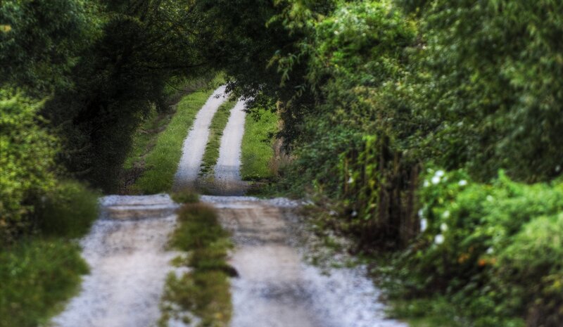 Dirt Road in Forest — Green, Serene, Photograph