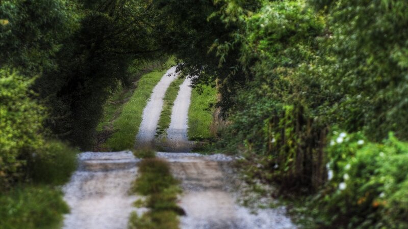 Dirt Road in Forest — Green, Serene, Photograph, Trees