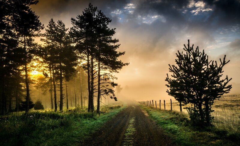 Dirt Road in Forest — Green, Serene, Sunrise