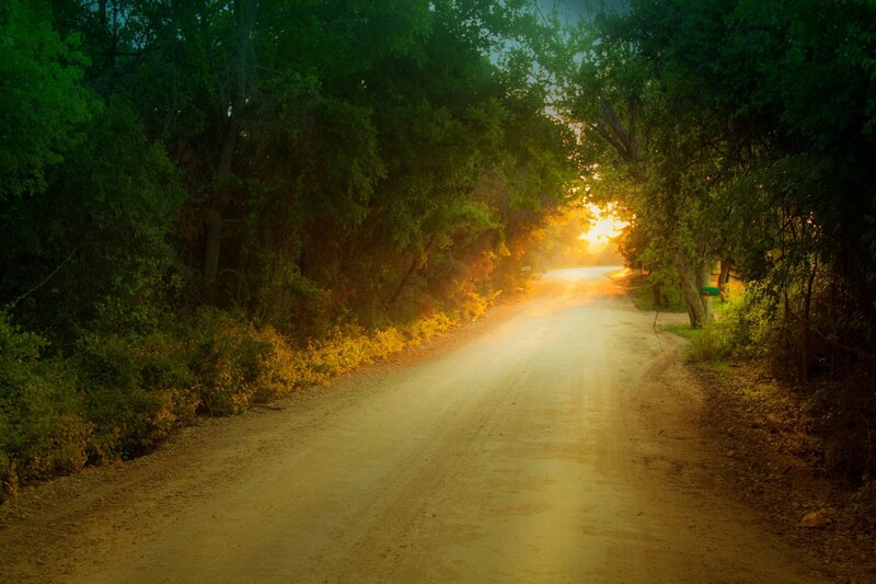 Dirt Road in Forest — Green, Serene, Sunset, Photograph, Trees, Sunlight