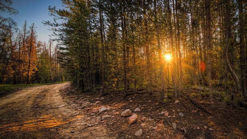 Dirt Road in Forest — Green, Serene, Sunset