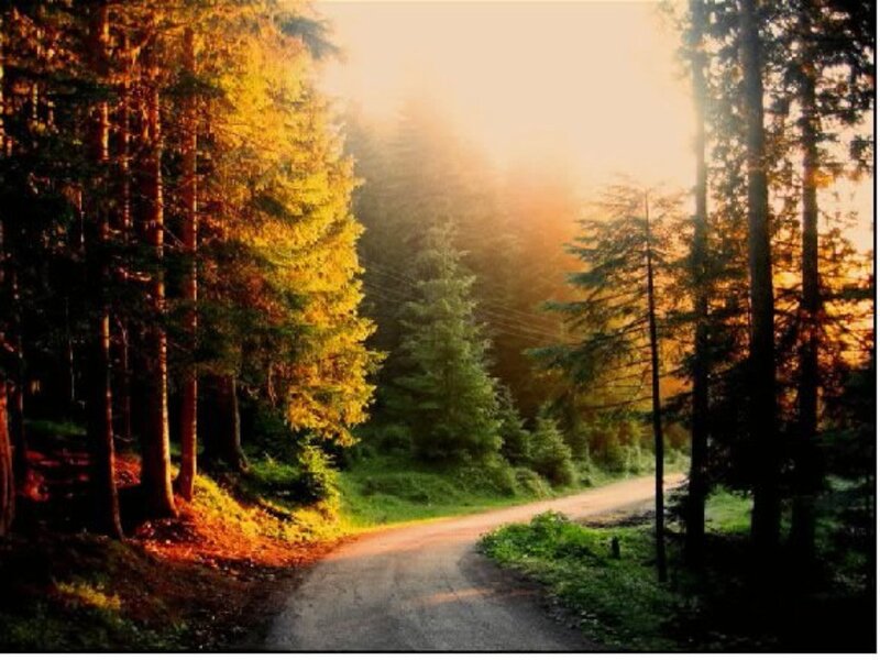Dirt Road in Forest — Green, Serene