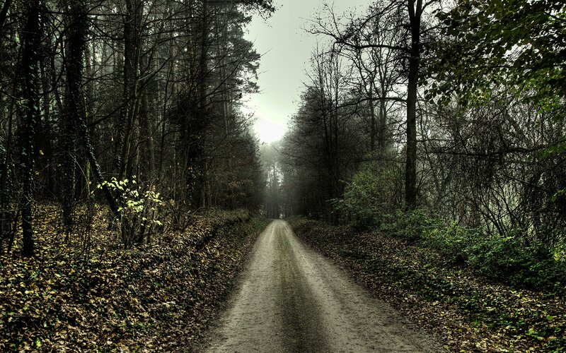 Dirt Road in Forest — Green, Somber, Autumn, Photograph