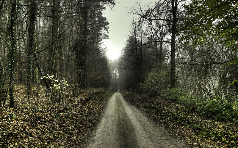 Dirt Road in Forest — Green, Somber, Autumn, Photograph, Trees, Leaves, Path
