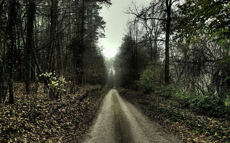 Dirt Road in Forest — Green, Somber, Autumn, Photograph, Trees