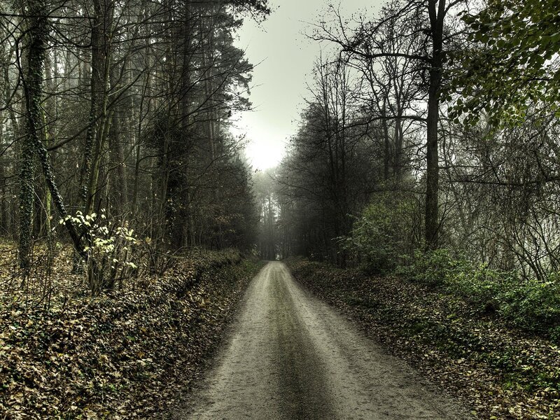 Dirt Road in Forest — Green, Somber, Autumn