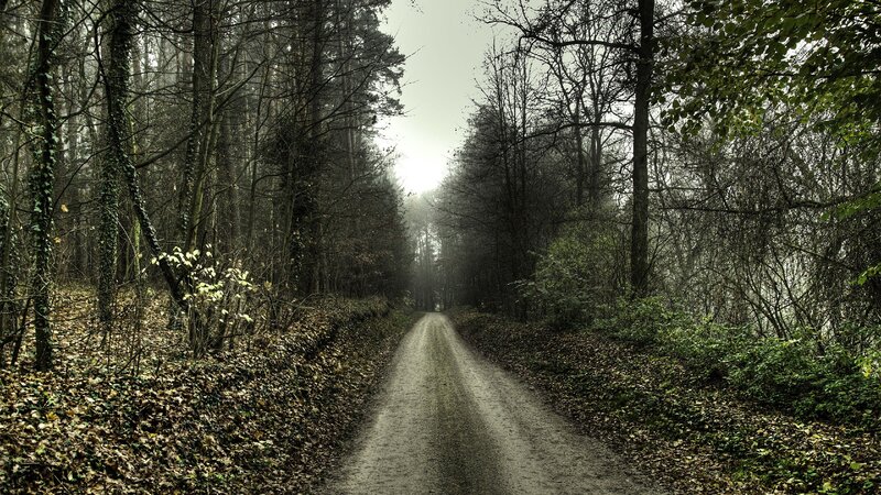 Dirt Road in Forest — Green, Somber