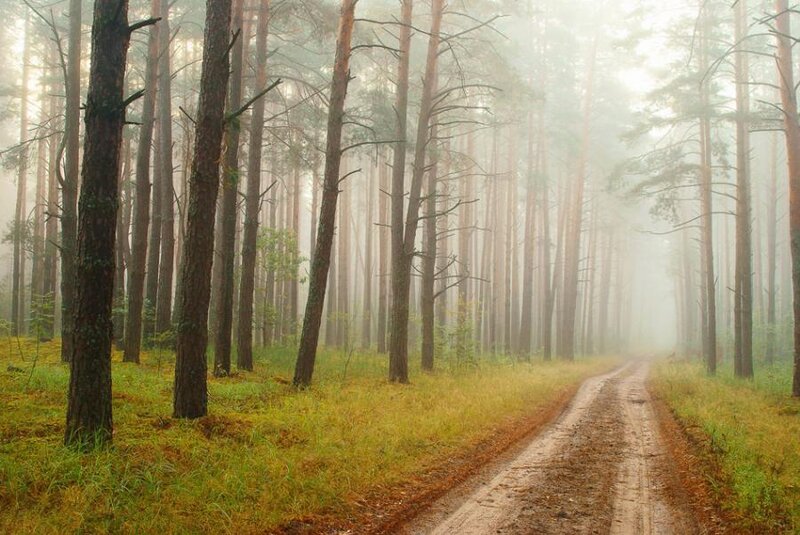 Dirt Road in Forest — Green