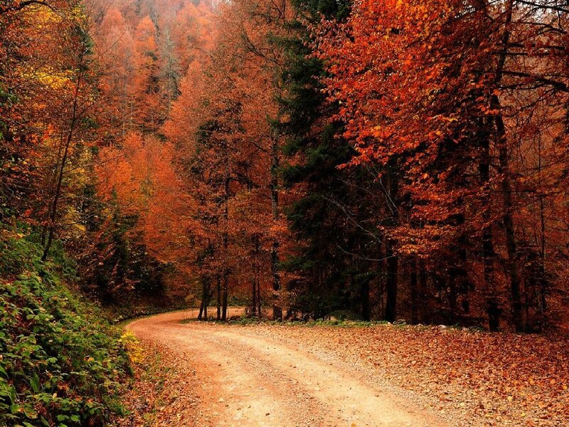 Dirt Road in Forest — Orange, Serene, Autumn, Photograph, Trees, Leaves