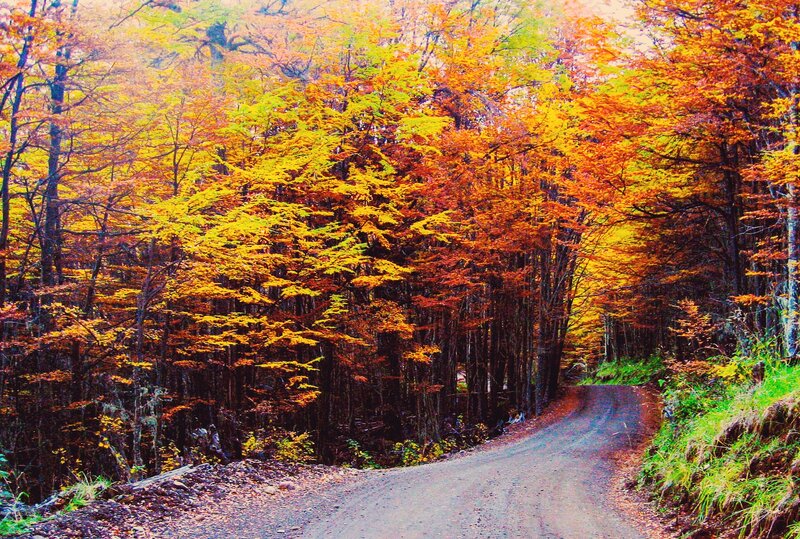 Dirt Road in Forest — Orange, Serene, Autumn