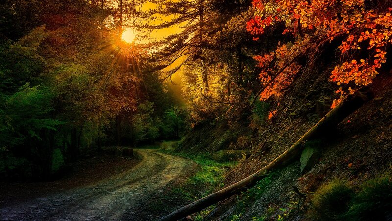 Dirt Road in Forest — Orange, Serene, Sunset, Photograph