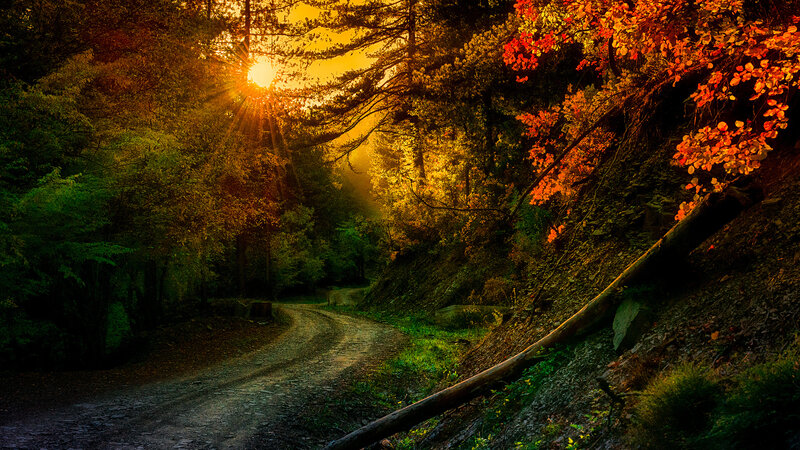 Dirt Road in Forest — Orange, Serene, Sunset