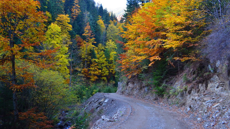 Dirt Road in Forest — Orange, Serene