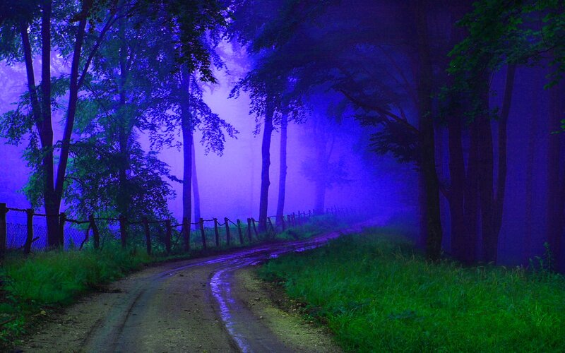 Dirt Road in Forest — Purple, Mysterious