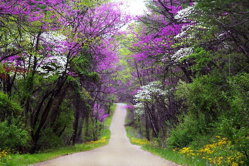 Dirt Road in Forest — Purple