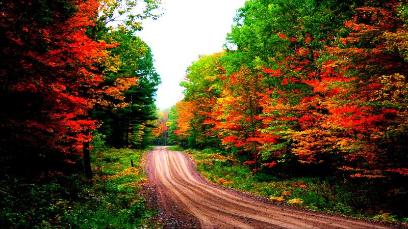 Dirt Road in Forest — Red, Serene