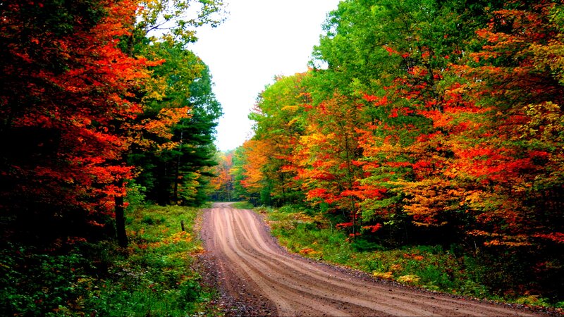 Dirt Road in Forest — Red