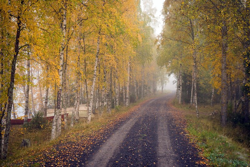 Dirt Road in Forest — Yellow, Serene