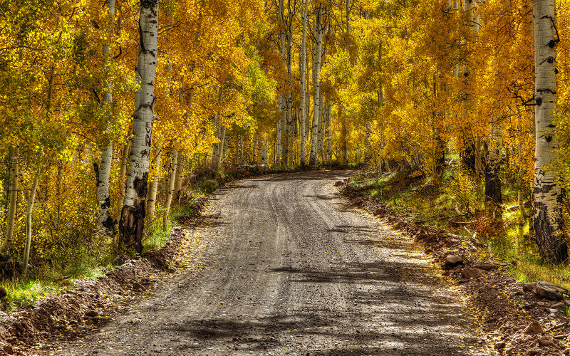 Dirt Road in Forest — Yellow