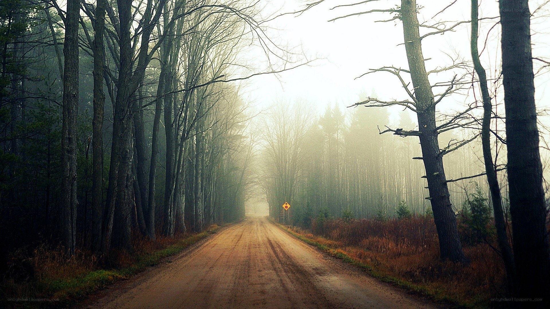 Dirt road in misty forest
