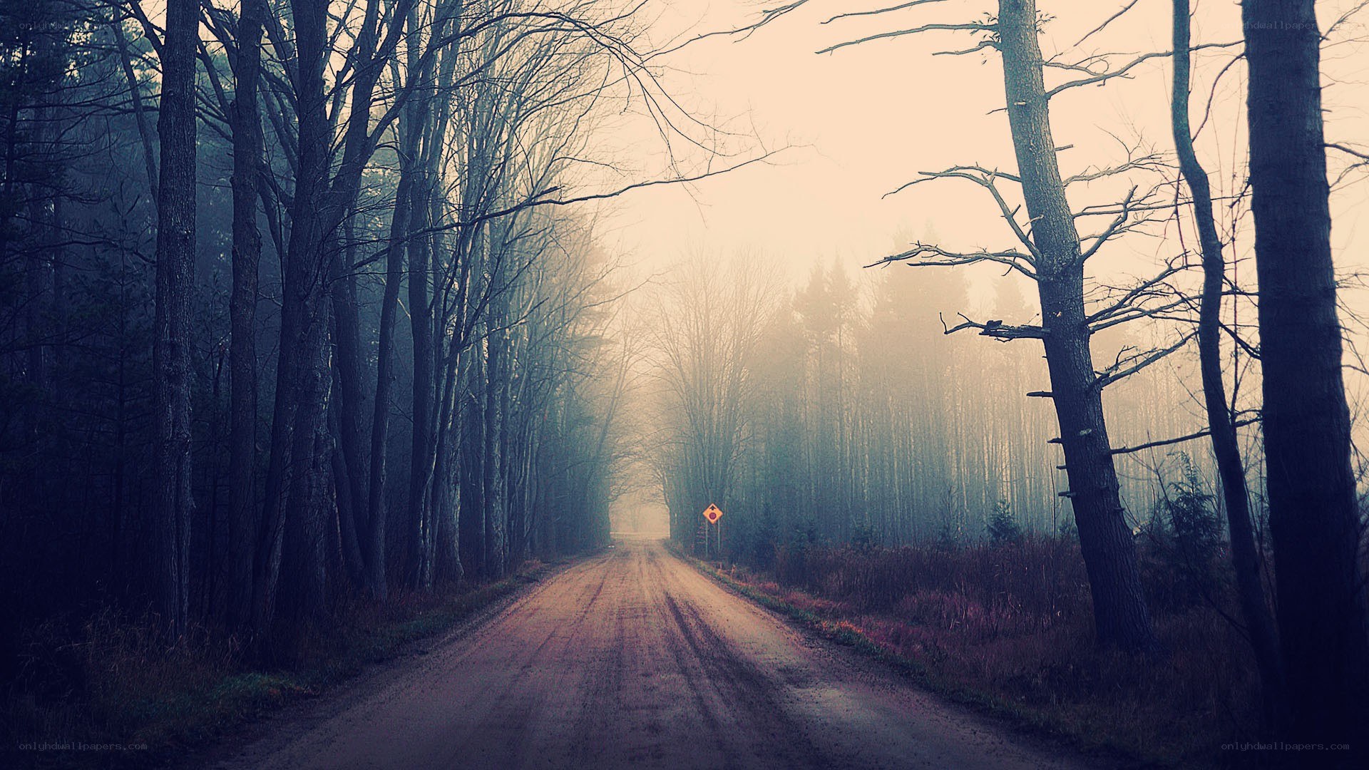 Dirt road in misty forest