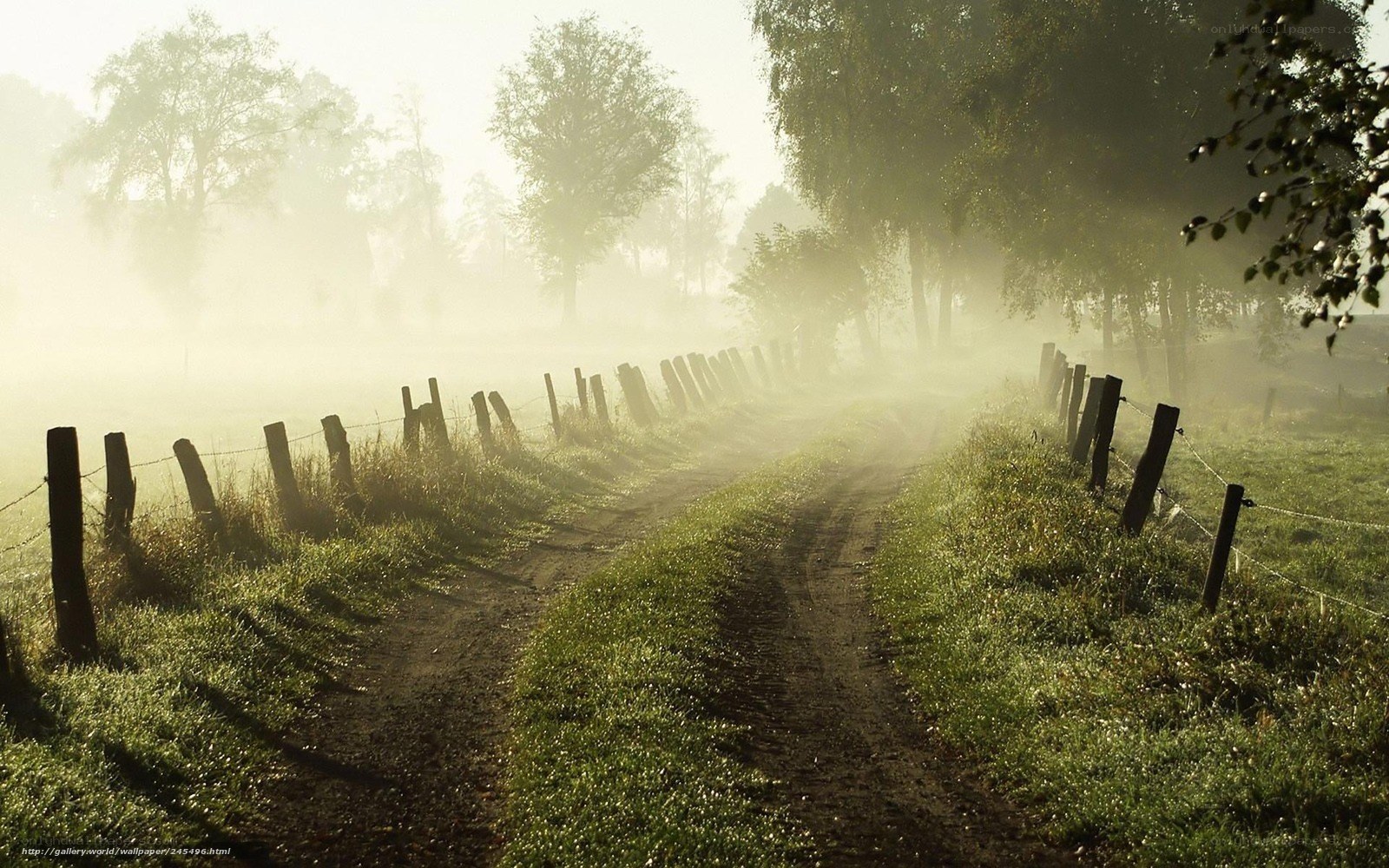 Dirt road in morning mist