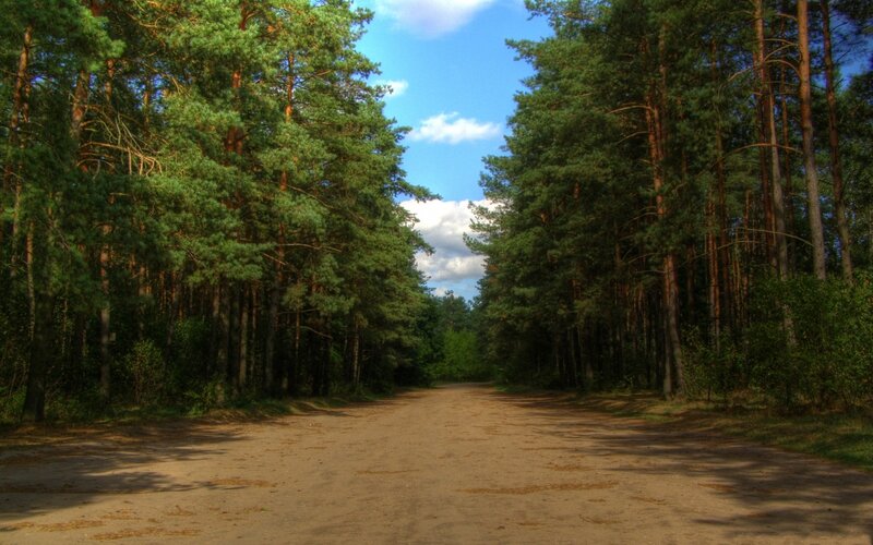 Dirt Road in Pine Forest — Green