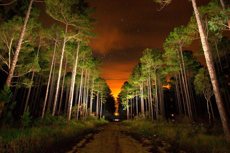 Dirt Road in Pine Forest