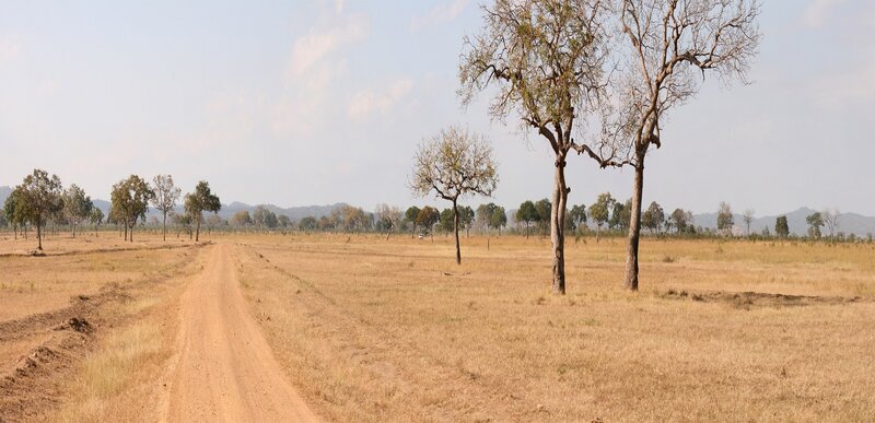 Dirt Road in Savanna — Brown, Serene