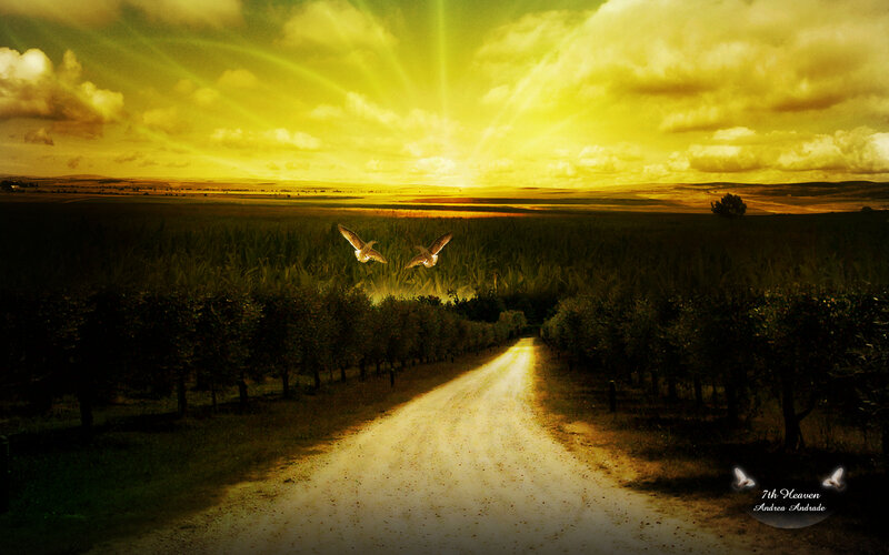 Dirt Road in Vineyard