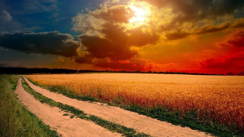 Dirt Road in Wheat Field — Gold