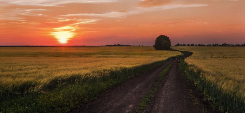 Dirt Road in Wheat Field — Orange, Serene