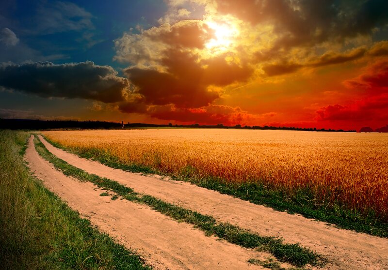 Dirt Road in Wheat Field