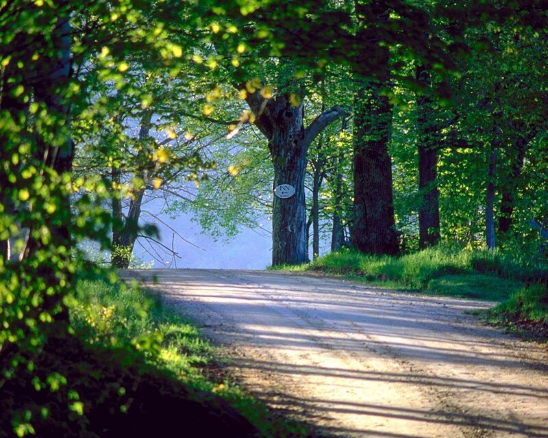 Dirt road through a forest