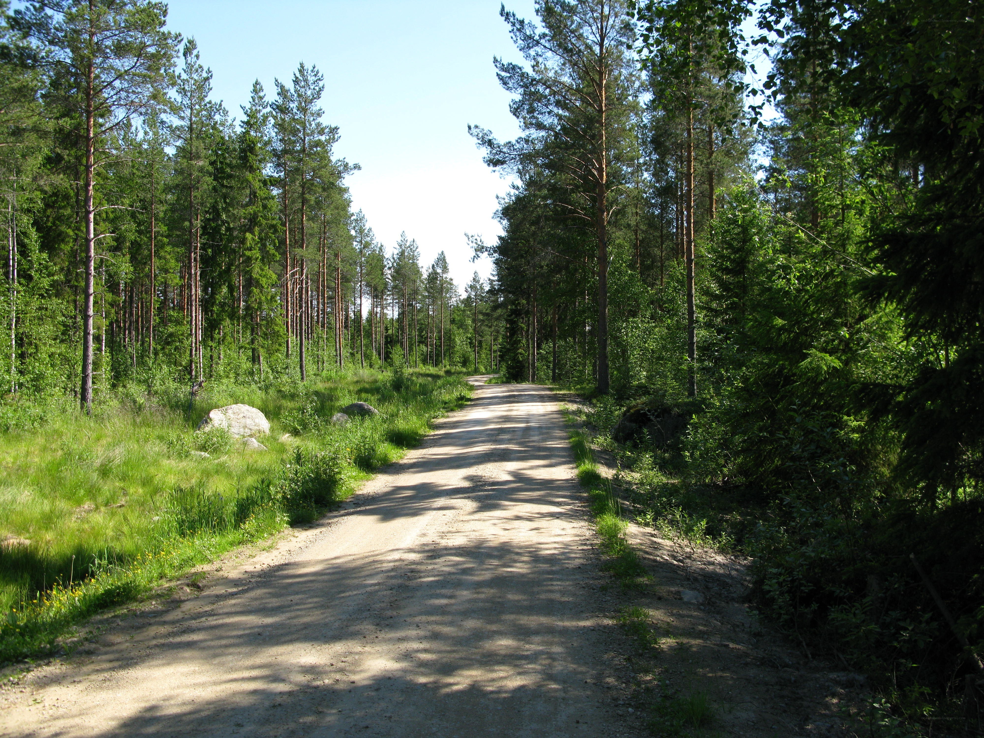 Dirt road through a forest