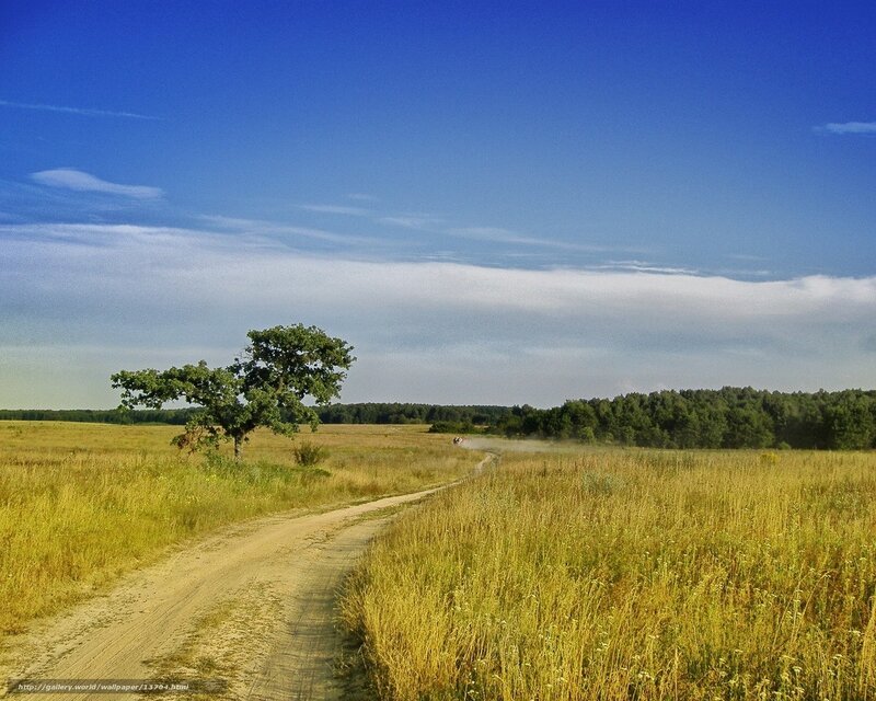 Dirt road through a golden field