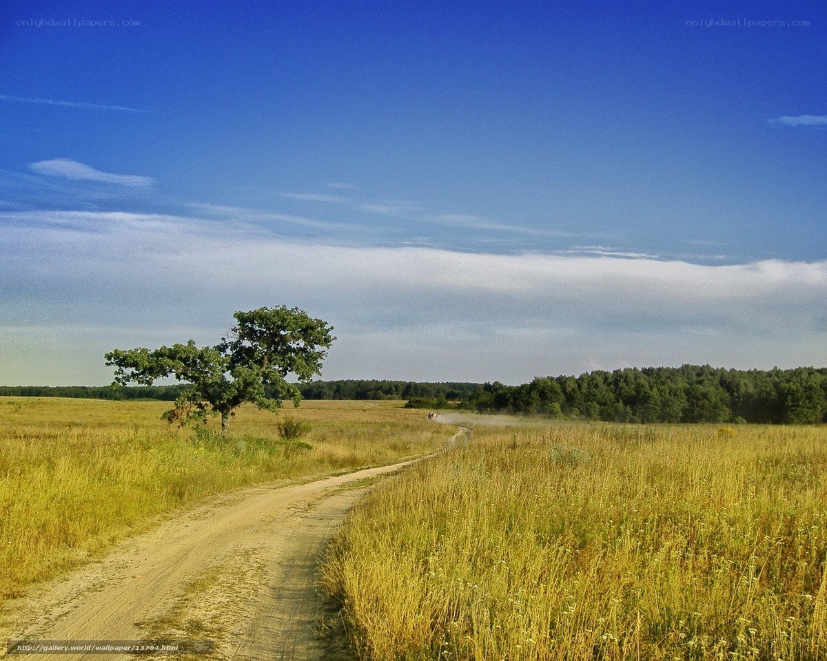 Dirt road through a golden field