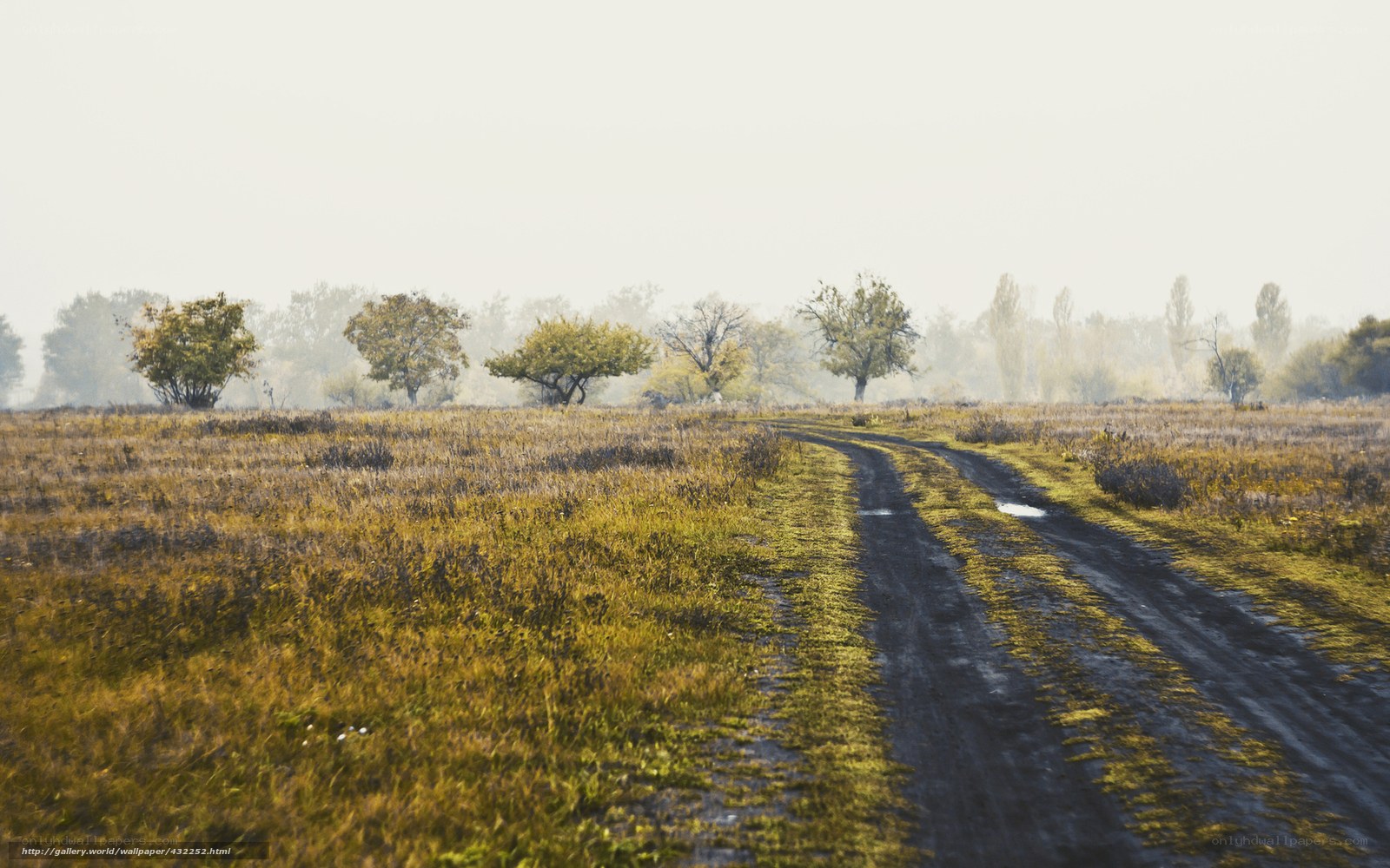 Dirt road through a misty field