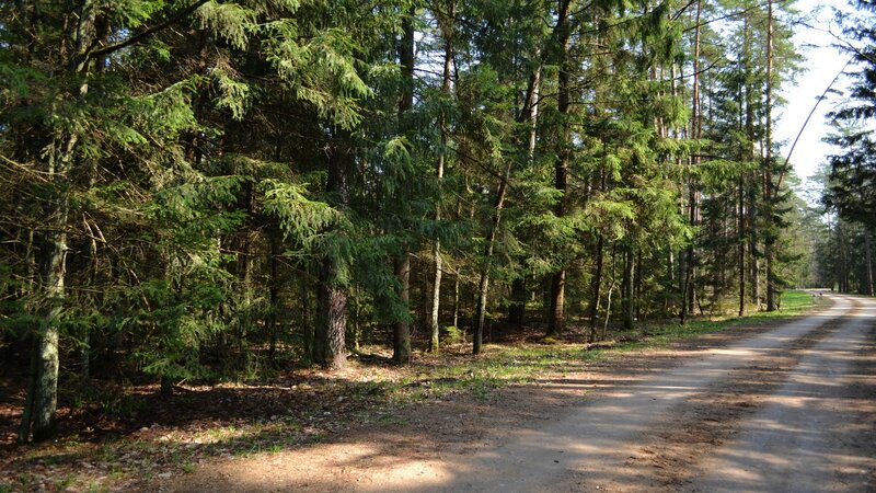 Dirt road through a pine forest