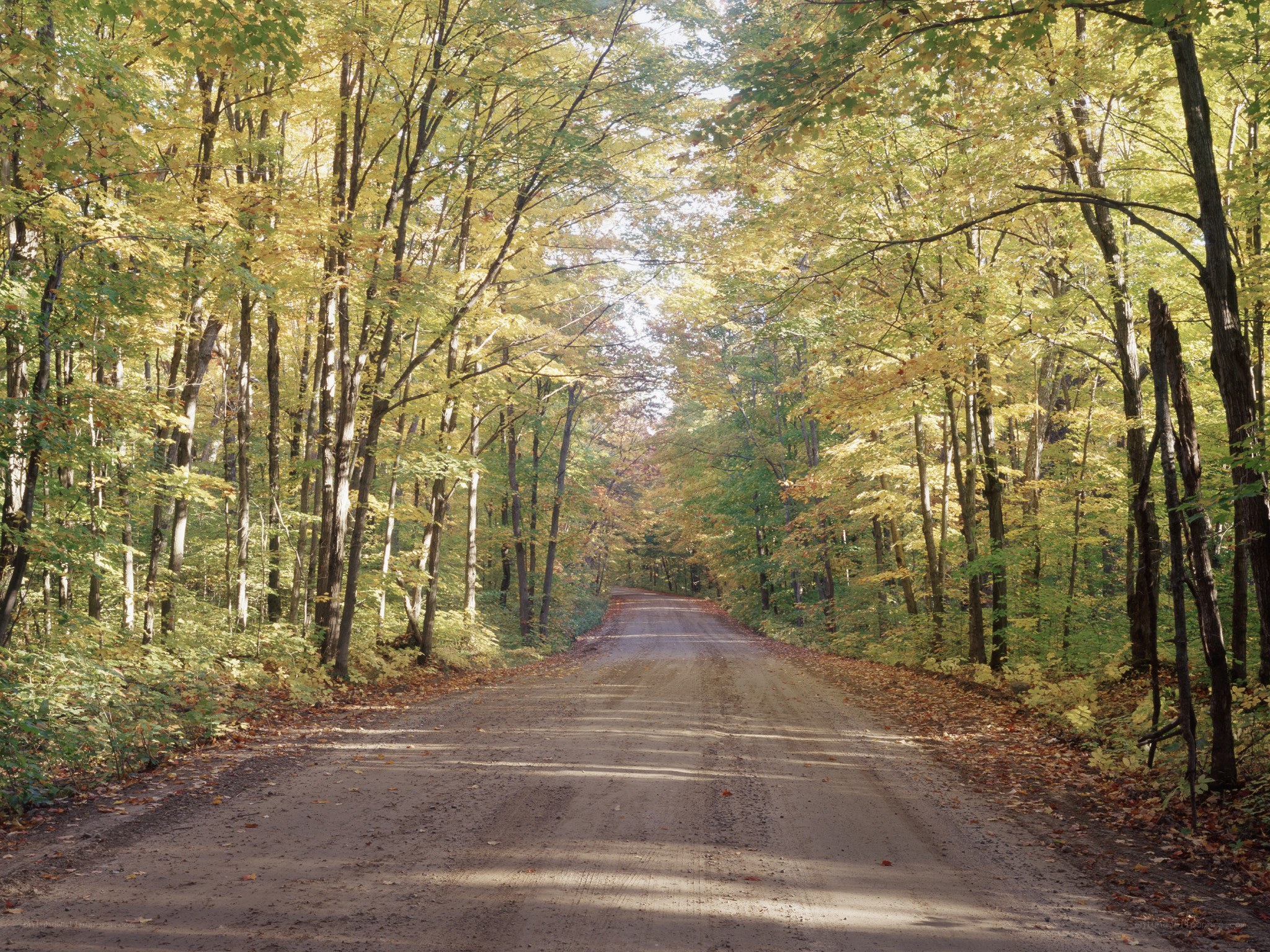 Dirt road through autumn forest