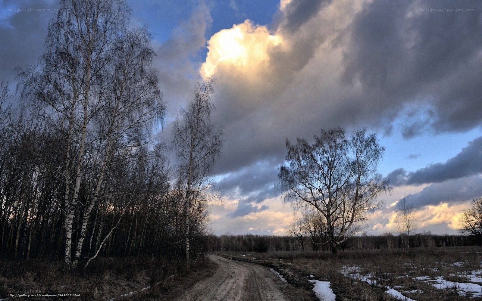 Dirt road through birch forest