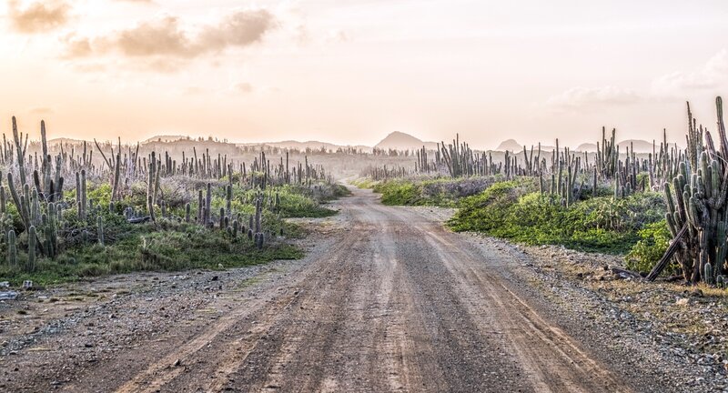 Dirt Road Through Cactus Field