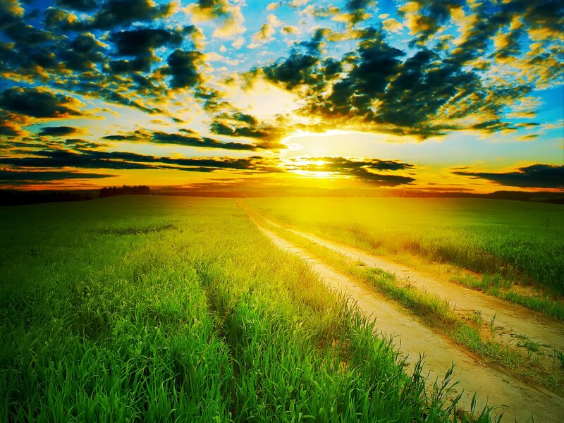 Dirt Road Through Field — Green