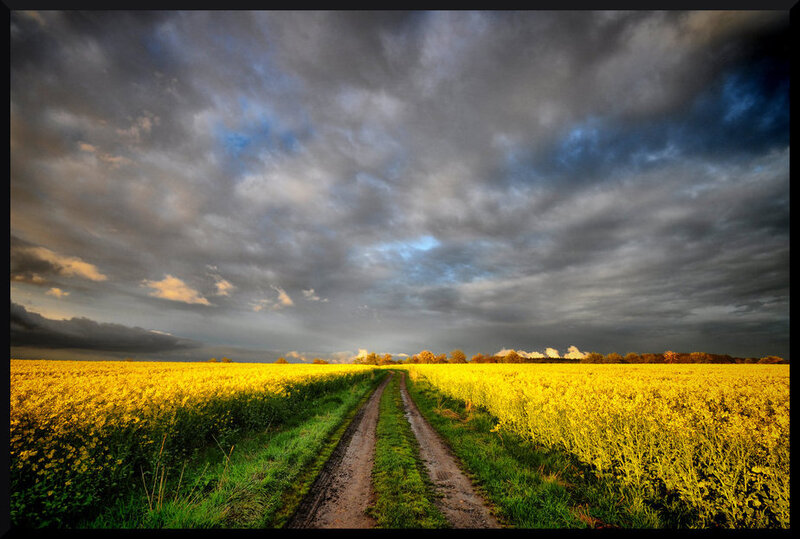 Dirt Road Through Field — Yellow